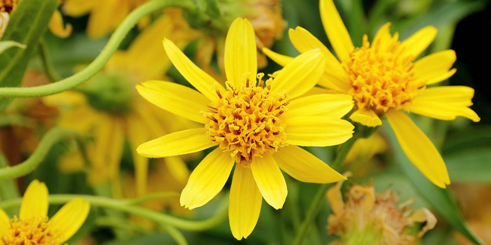 Arnica