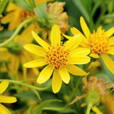 Arnica